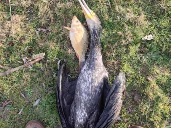 Grand cormoran : bientôt un téléobjectif pour alerter les éleveurs 