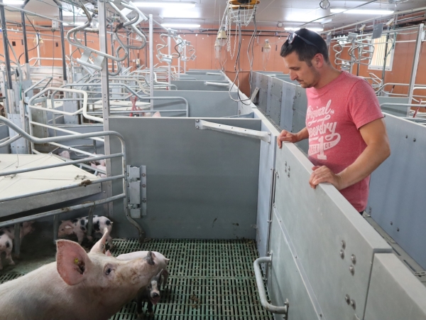 Qu’y a-t-il derrière la nouvelle filière Porc de Bresse ? 