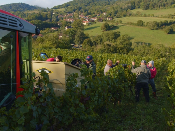 Vendanges : un millésime prometteur malgré le gel