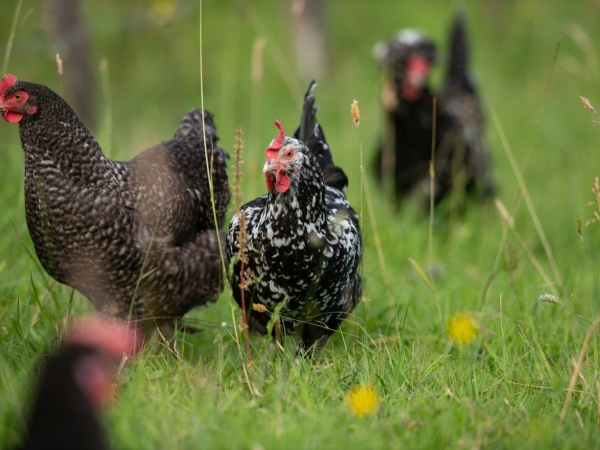 Races anciennes : Sauve qui poule !