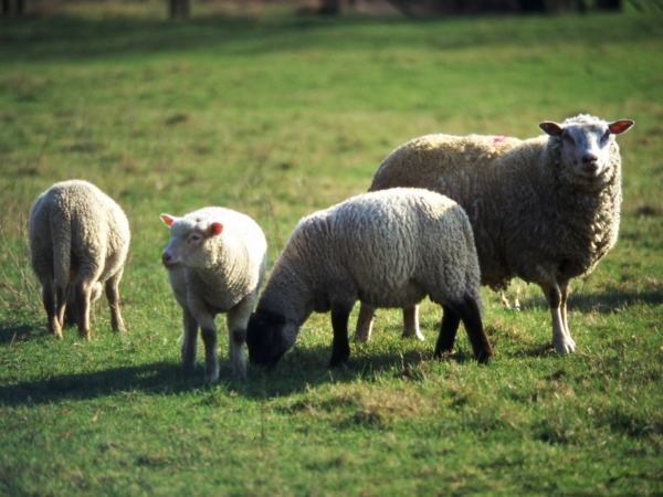 Arrêt de l’abattage d’ovins dans l’Ain : la filière se décarcasse pour trouver une solution