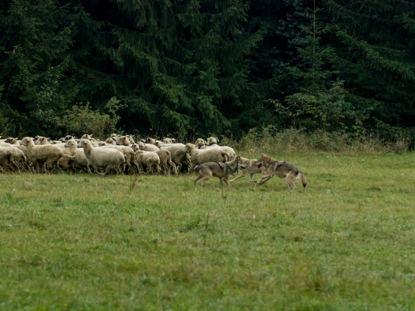 Loup : à quand le bout du tunnel ?