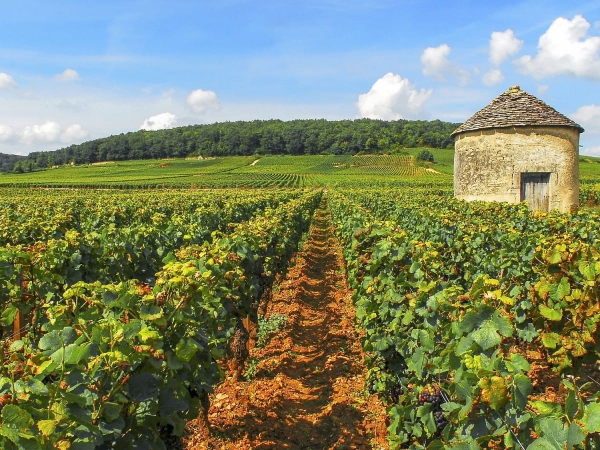 Zoom sur le vignoble Bourgogne-Beaujolais-Savoie-Jura