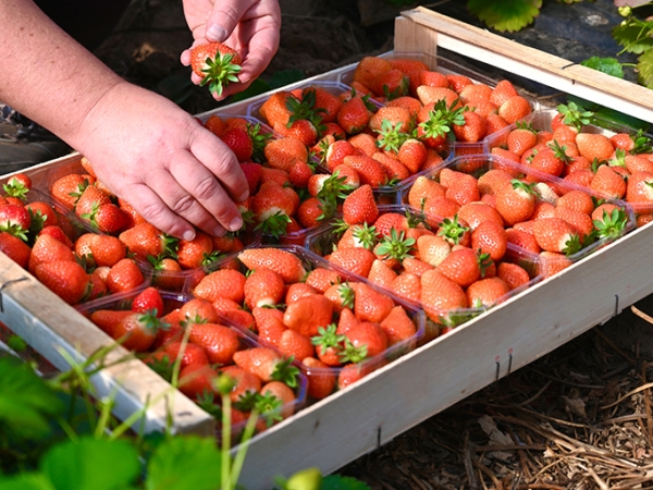 Fraises : une saison 2024 réussie