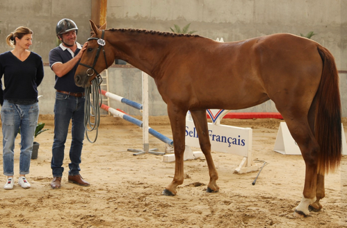 Modèles et allures des chevaux de sport de l'Ain à Bourg-en-Bresse
