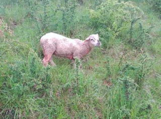 Une nouvelle attaque au Gaec du Val d'Arvière cette nuit
