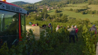 Vendanges : un millésime prometteur malgré le gel