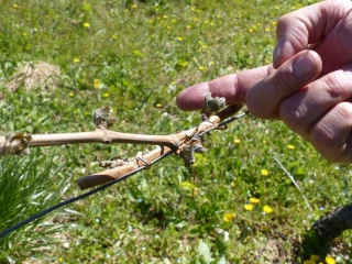 Un second volet d’aide pour l’aval des filières viticoles 