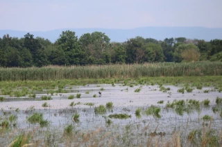 La Dombes labellisée pour la protection de sa zone humide 