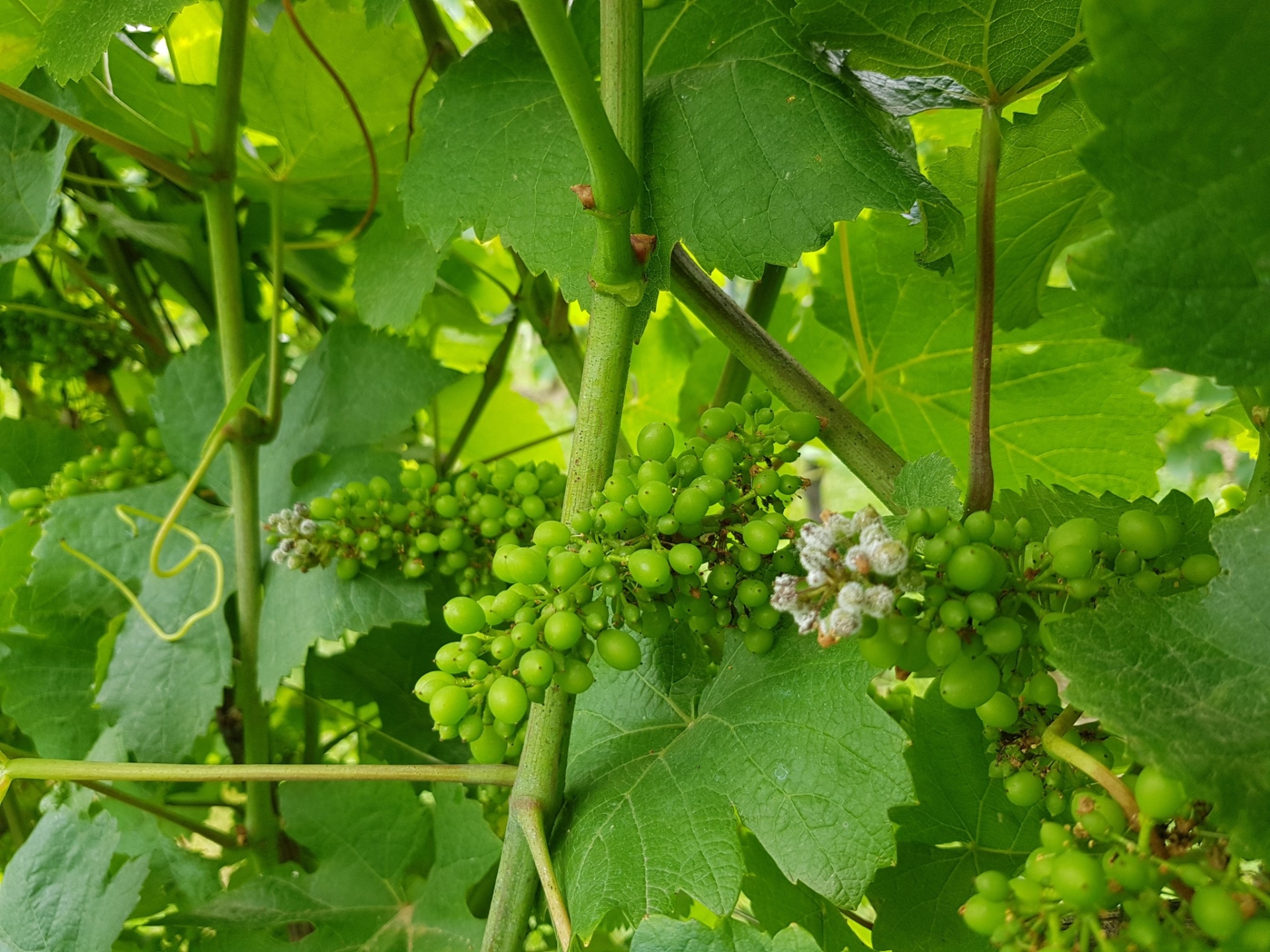 Mildiou : situation maîtrisée dans le Bugey