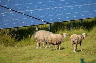 Mieux comprendre l’agrivoltaïsme avec l’Ademe