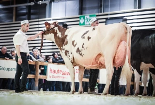 Les éleveurs de Prim’Holstein et Simmental ont tiré leur épingle du jeu 