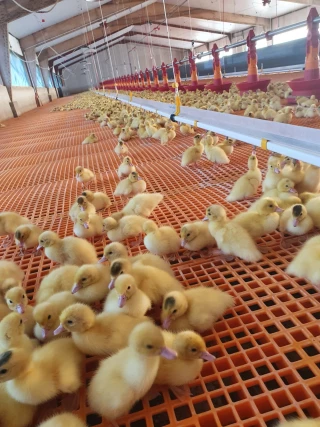 Parvovirus du canard de Barbarie : les vaccins arrivent