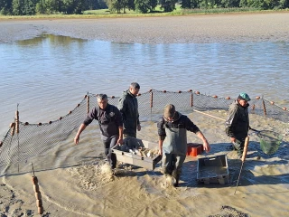 Pisciculture : top départ de la saison des pêches d’étangs