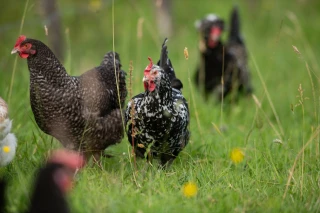 Races anciennes : Sauve qui poule !