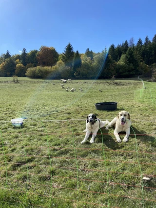 « Le loup conditionne tout le fonctionnement de la ferme »