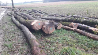 L’exportation massive de grumes menace la filière chêne française 