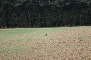 Le dossier corbeau freux va passer au national