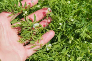 Un intérêt grandissant pour les lentilles et pois chiches