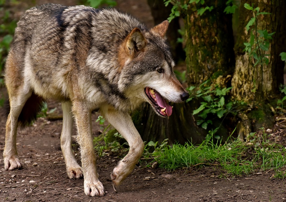 Le Conseil fédéral veut réduire de 60 % le nombre de meutes de loups