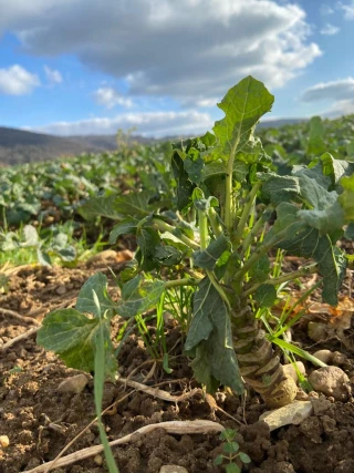 Apport d’azote : les agriculteurs face à un calcul complexe  