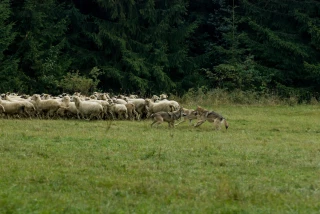 Loup : à quand le bout du tunnel ?