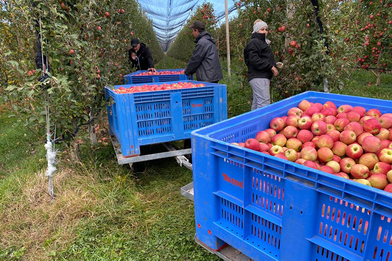 Pommes et poires : récolte européenne en hausse