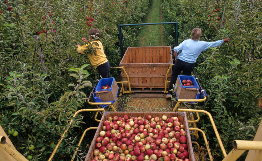 Production de pommes en hausse de 1 % en 2023