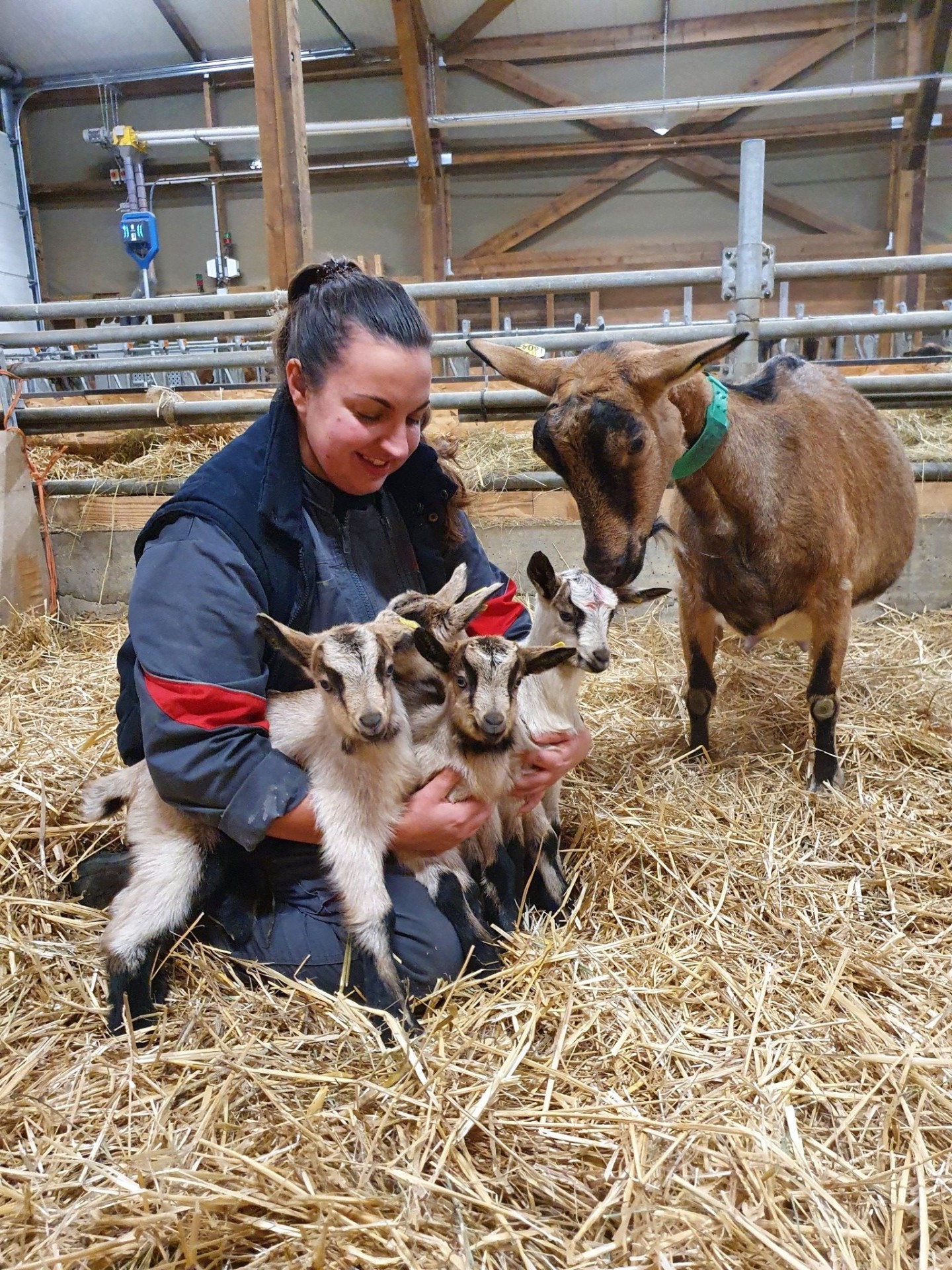 La viande de chevreau s’invite dans les rayons