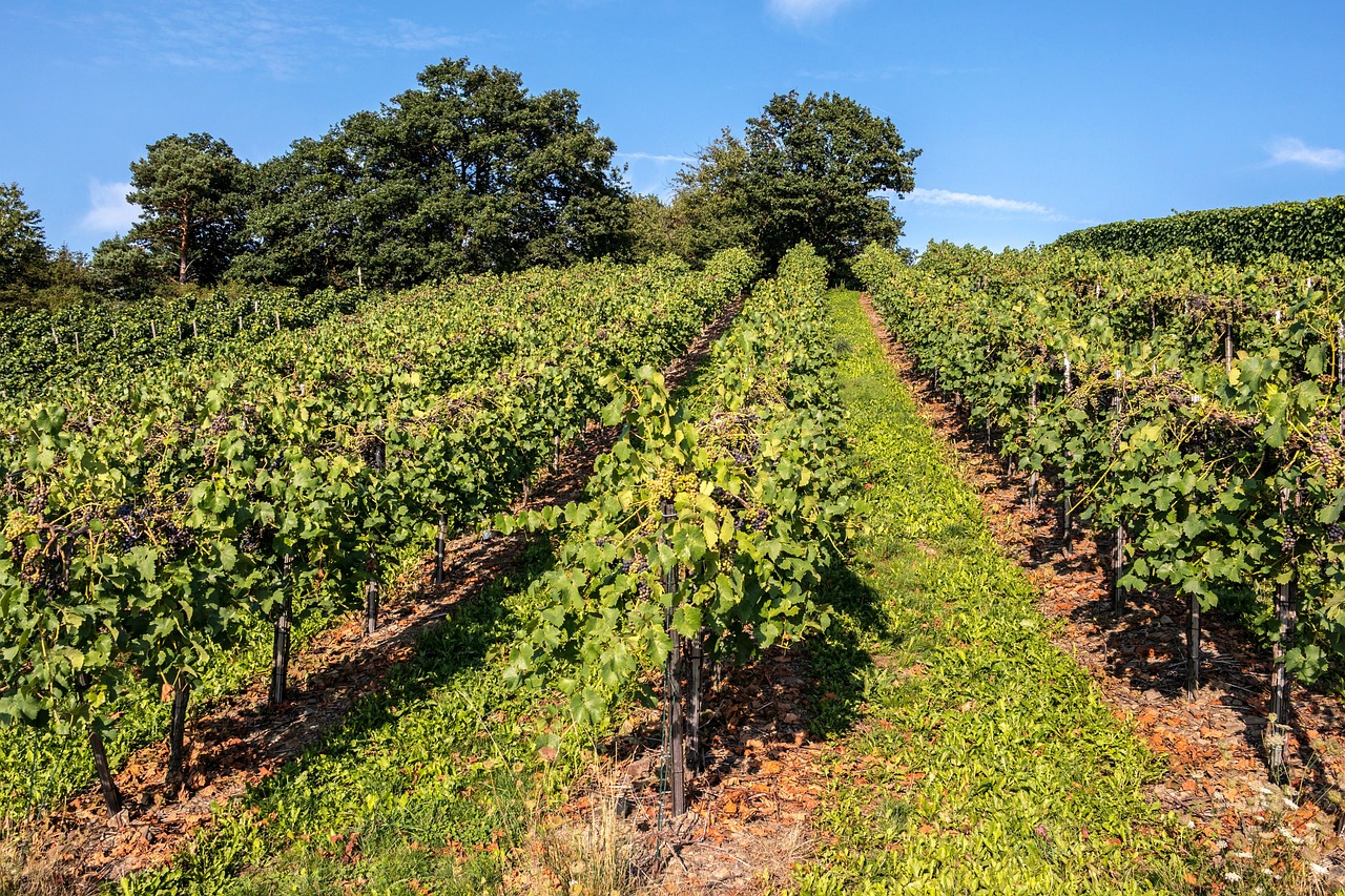 Vin : top départ pour les prêts bonifiés à 2,5 %