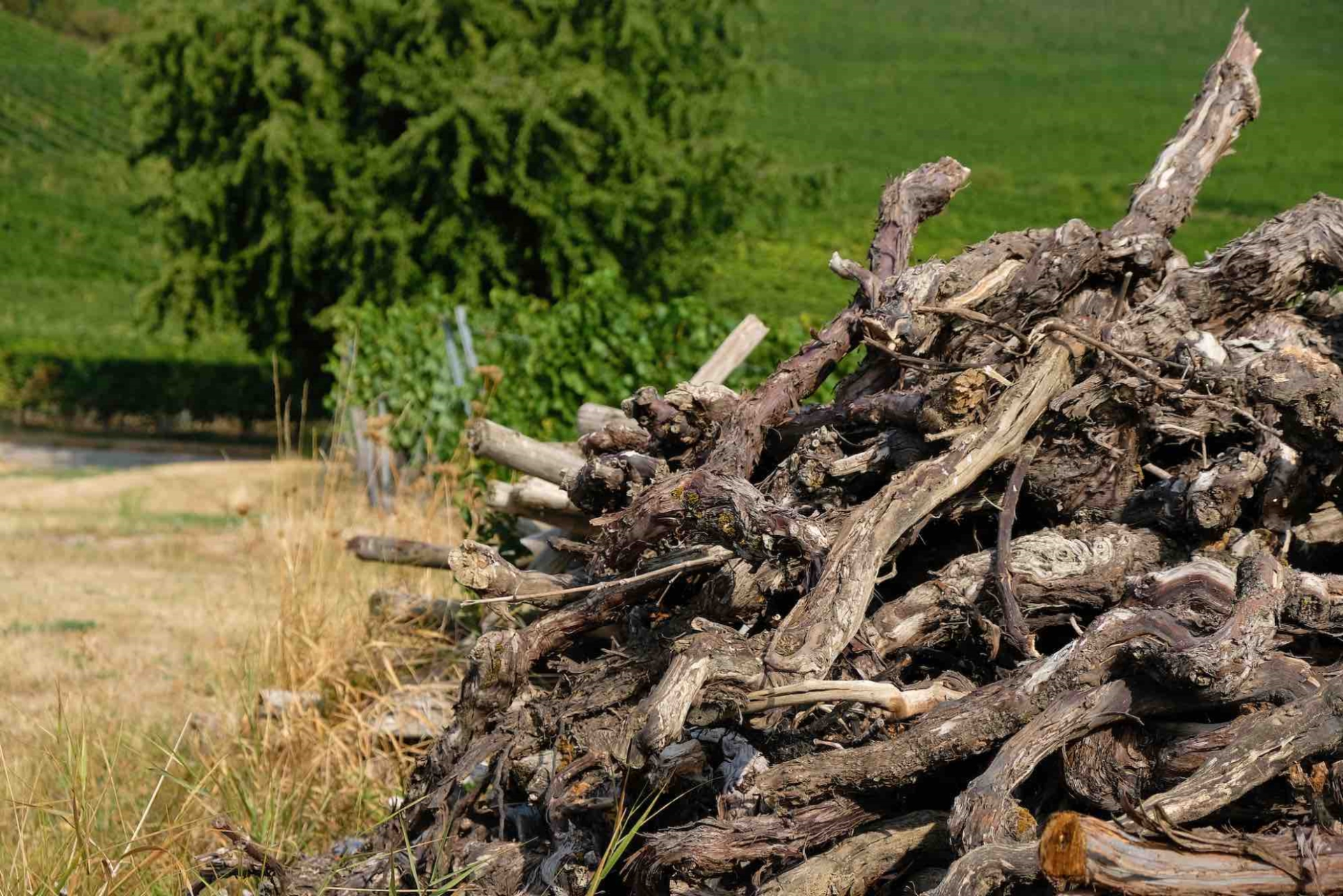 L’arrachage de vignes ne fait pas recette