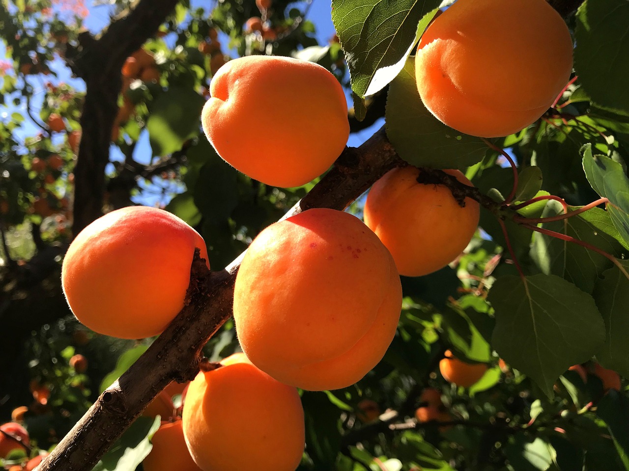 Repli de la production d’abricots et cours soutenus