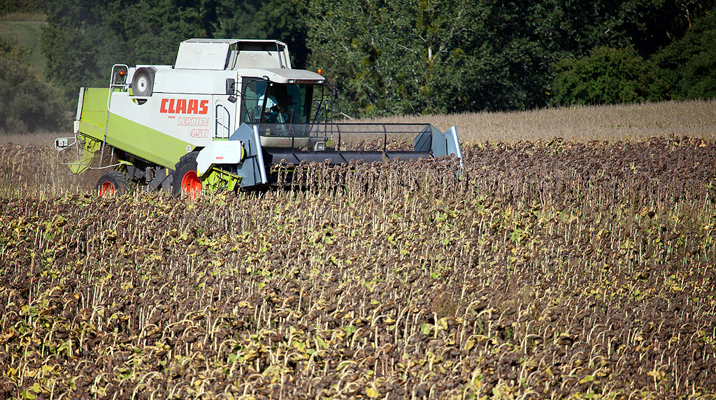 Tournesol : vers une récolte inférieure aux prévisions du ministère