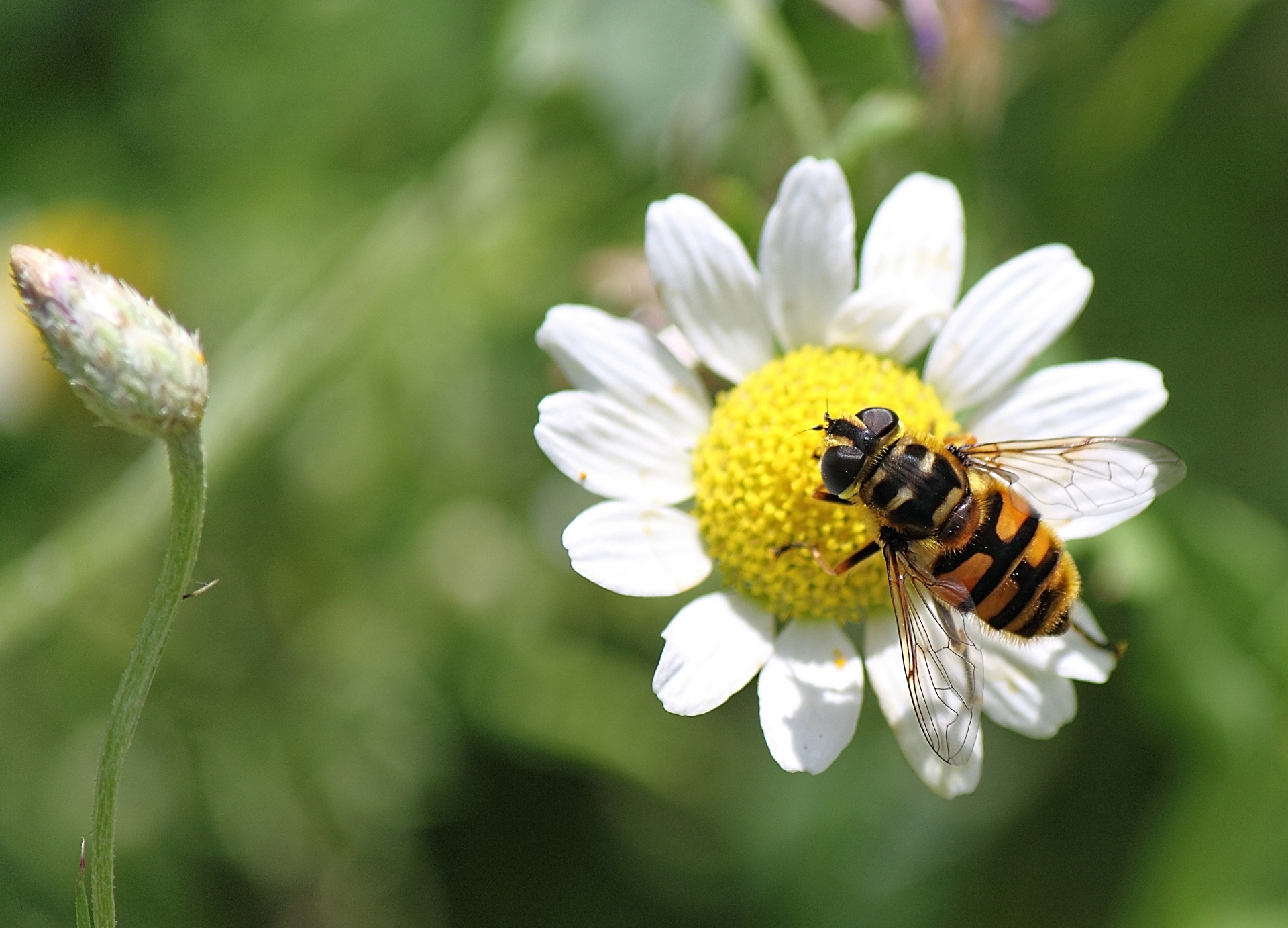 Plan pollinisateurs : les derniers arbitrages qui fâchent