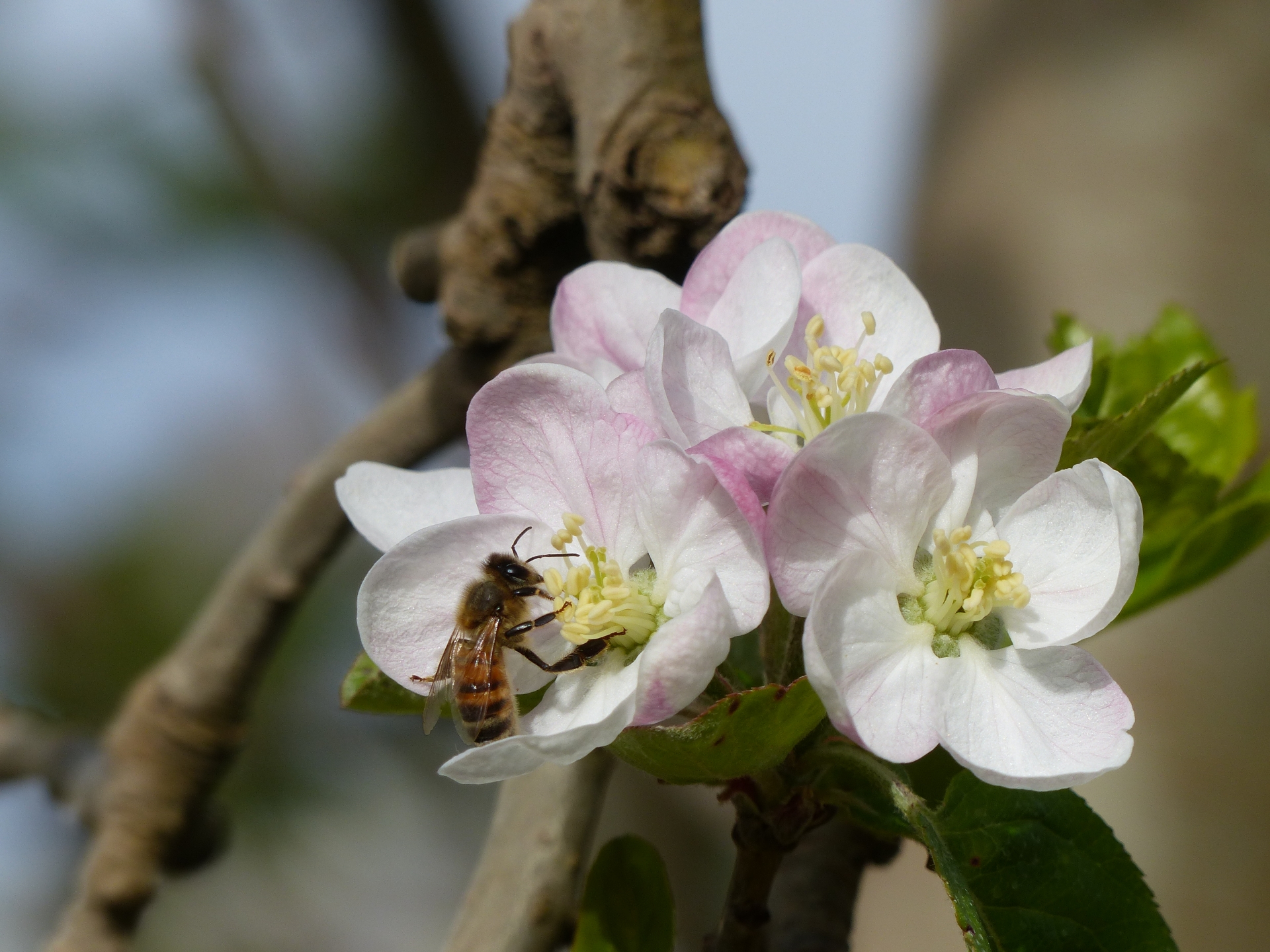Miel : les apiculteurs demandent au ministre de déclencher la calamité