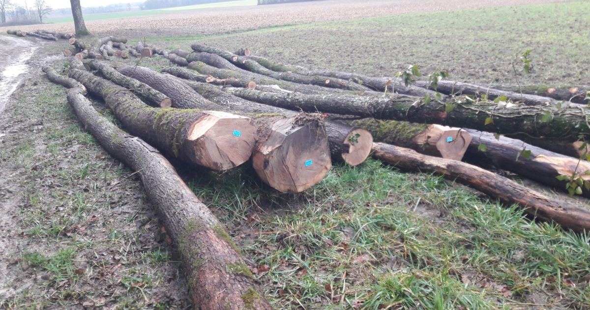 Exportation de bois : la tension monte autour des forêts françaises